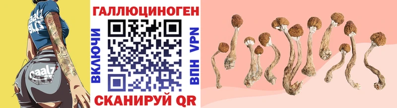 Псилоцибиновые грибы Psilocybine cubensis  блэк спрут как войти  Строитель 